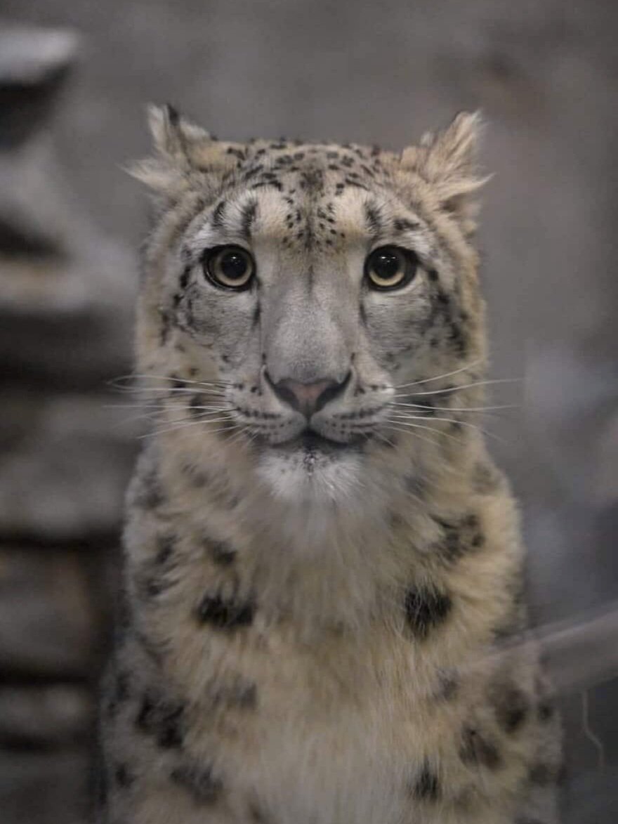 snow leopard reactions tweet media