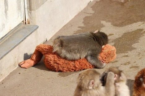 KnightWorld's tweet photo. New information has been shared about Punch, a baby monkey living at Ichikawa Zoo in Japan.

Punch was abandoned by his mother shortly after birth. As a result, he was hand-raised by the zoo keepers.

The keepers gave him a plush orangutan toy. Punch sees this toy almost like a mother figure; he hugs it while sleeping, calms down with it when he feels uneasy, and even carries it with him when approaching other monkeys.

In mid-January, Punch successfully joined the other monkey group at the zoo. During his adjustment period with his new companions, he still doesn’t let go of his plush friend.
Credit: @bgyetherr