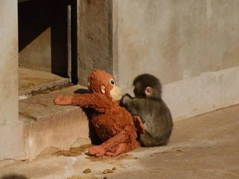 KnightWorld's tweet photo. New information has been shared about Punch, a baby monkey living at Ichikawa Zoo in Japan.

Punch was abandoned by his mother shortly after birth. As a result, he was hand-raised by the zoo keepers.

The keepers gave him a plush orangutan toy. Punch sees this toy almost like a mother figure; he hugs it while sleeping, calms down with it when he feels uneasy, and even carries it with him when approaching other monkeys.

In mid-January, Punch successfully joined the other monkey group at the zoo. During his adjustment period with his new companions, he still doesn’t let go of his plush friend.
Credit: @bgyetherr