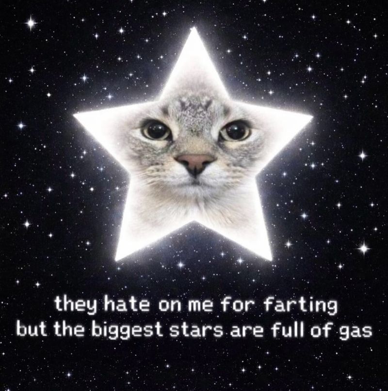 Cool Cat Society (@coolcatsociety) on Twitter photo 