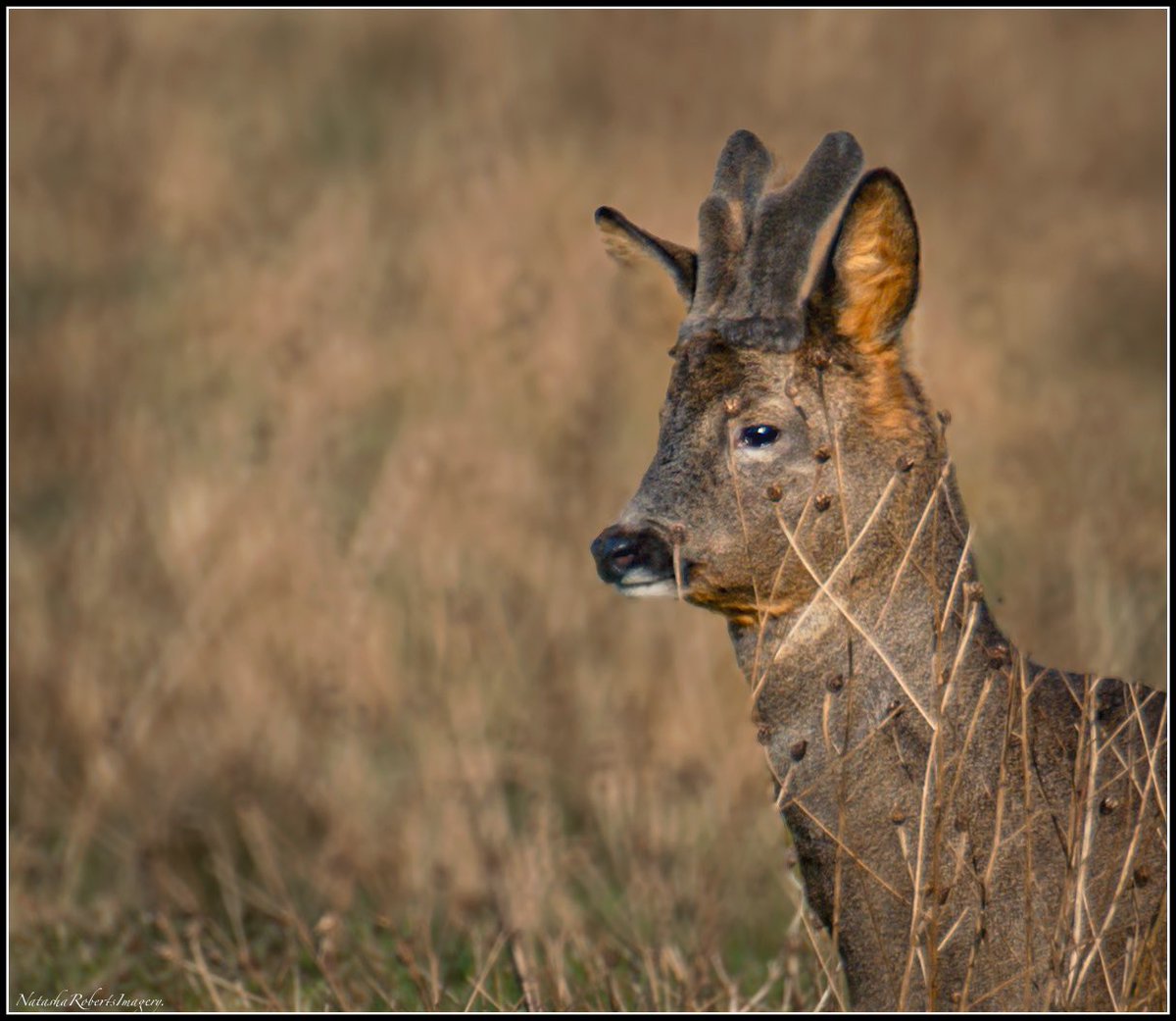 Natasha Roberts Imagery tweet media