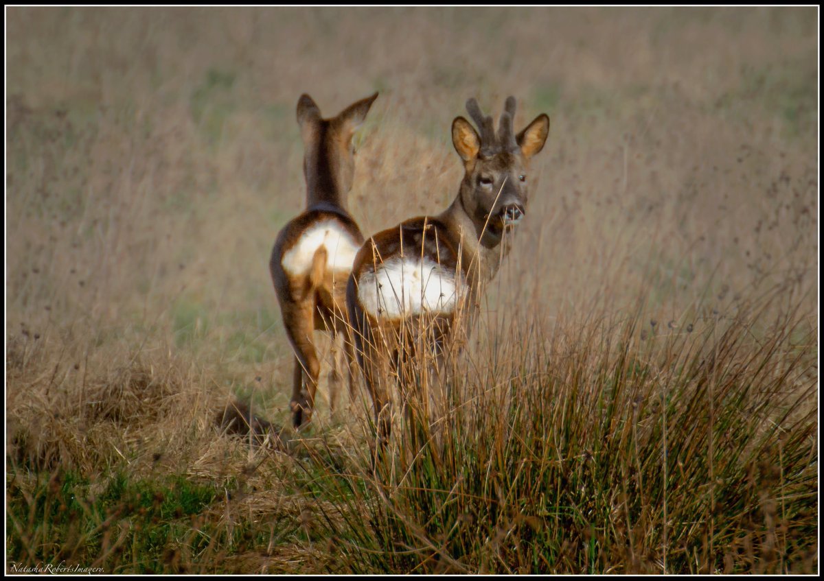 Natasha Roberts Imagery tweet media