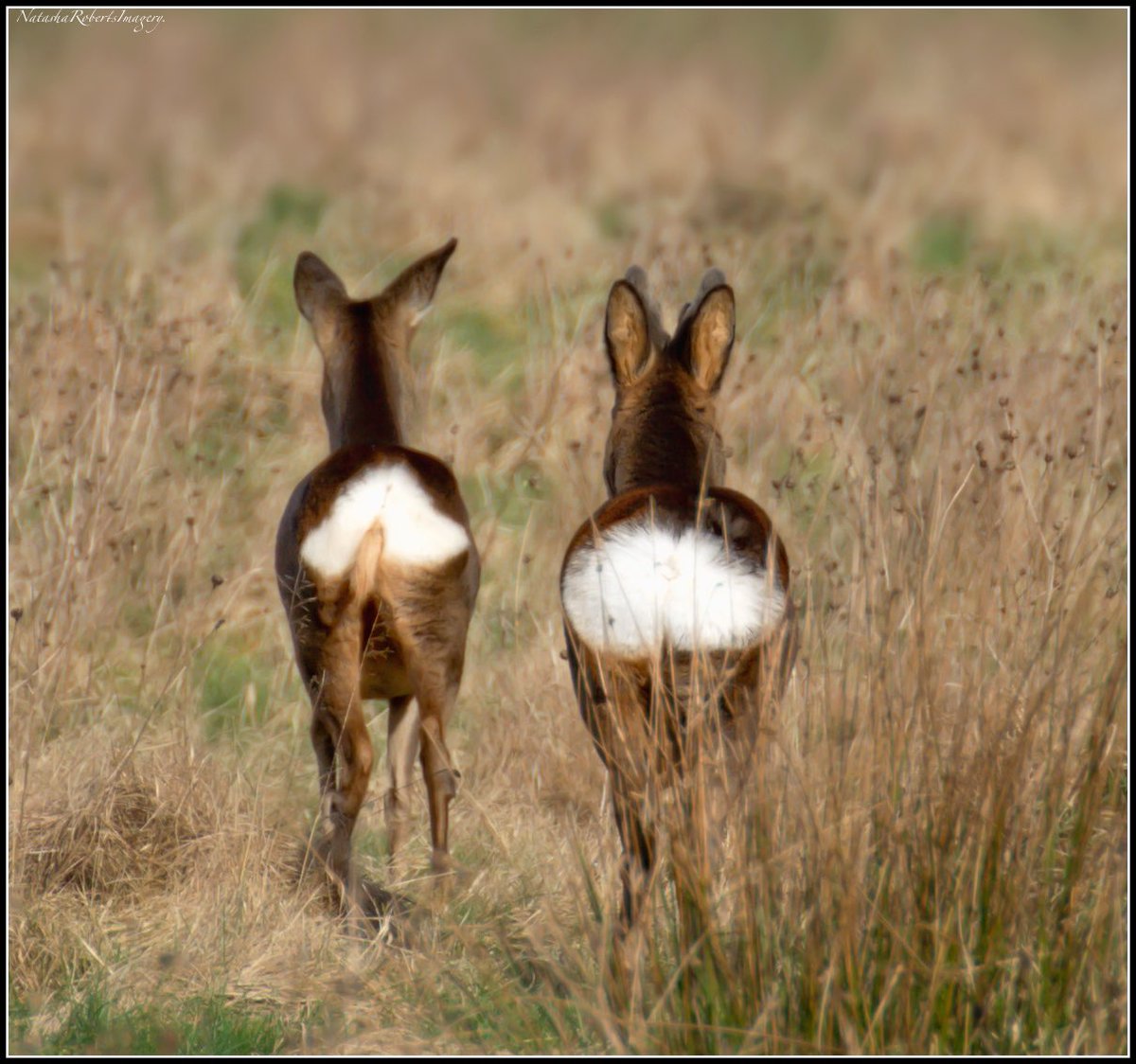 Natasha Roberts Imagery tweet media