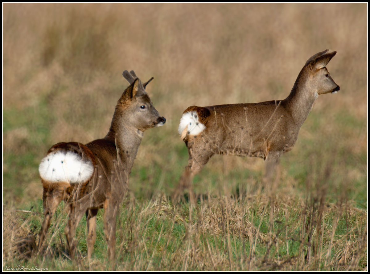 Natasha Roberts Imagery tweet media