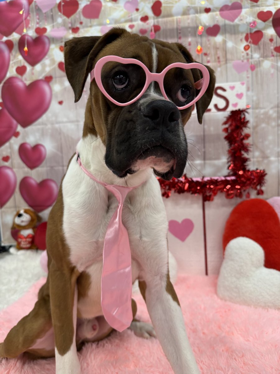 adopt_boxer's tweet image. #HappyValentinesDay2026 Tazzie is a 10 month old fawn #boxerdog . He can go with a female dog or as an only . Tazzie is fully vetted, crate trained, walks great on leash . He is a happy&amp;amp;playful young boxer. #perfect #boxerdogs #adoptme #adoptdontshop #adoptables #rescue #dogsofx