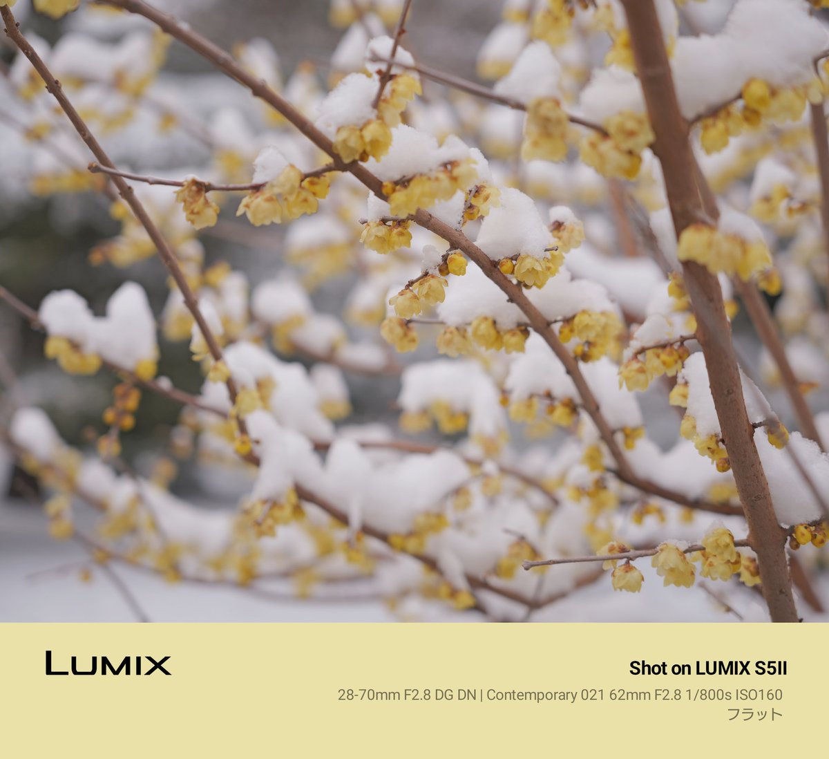 nonneta20's tweet photo. ❄ソシンロウバイ
#花好きな人と繋がりたい 
#雪景色
#新宿御苑
#LUMIXS5II https://t.co/SEbuKJuUwH
