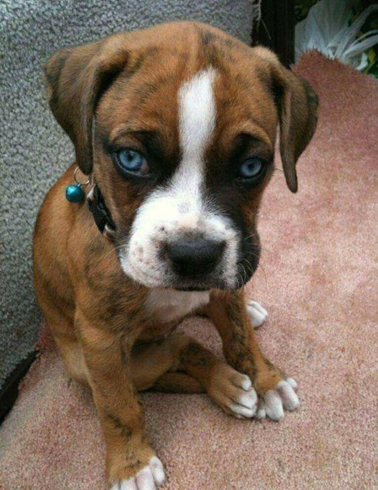 𝕏 Dogs tweet media