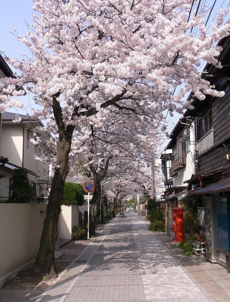 ooadama's tweet image. 今月料理を始める 🖕