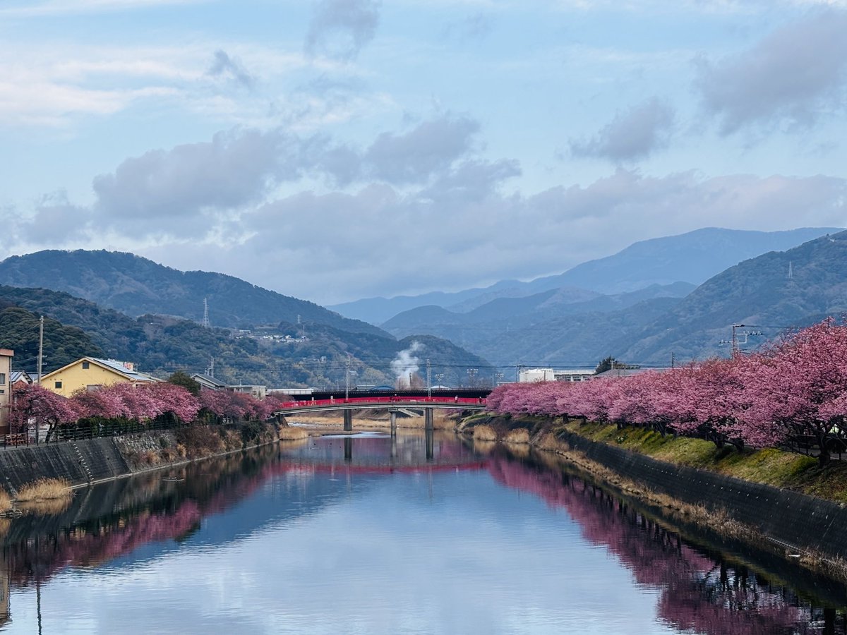 今朝の河津桜🌸
