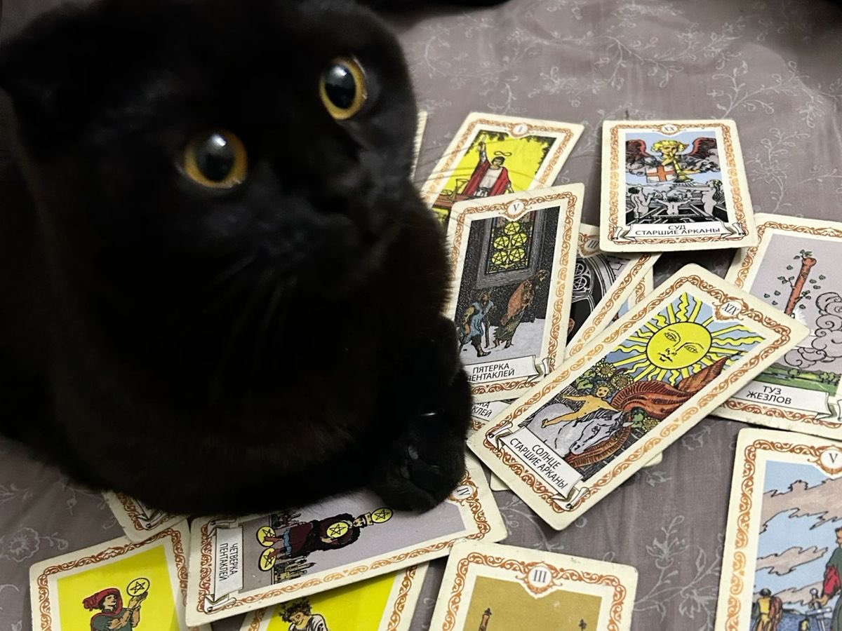Black cats are not bad luck (@visualscat) on Twitter photo 