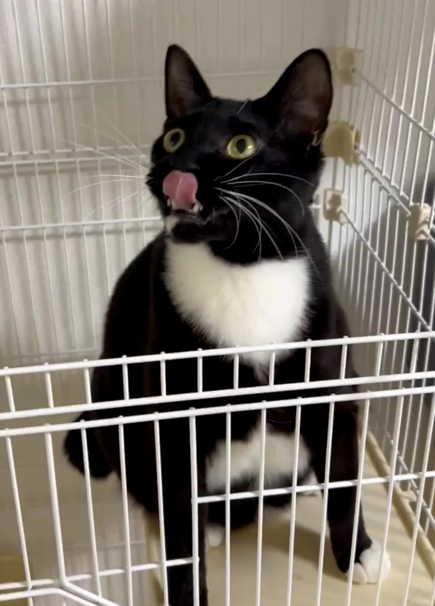 Post by 島猫兄弟セブン&カイ🐈‍⬛🐈 on X: 朝ごはん待機勢