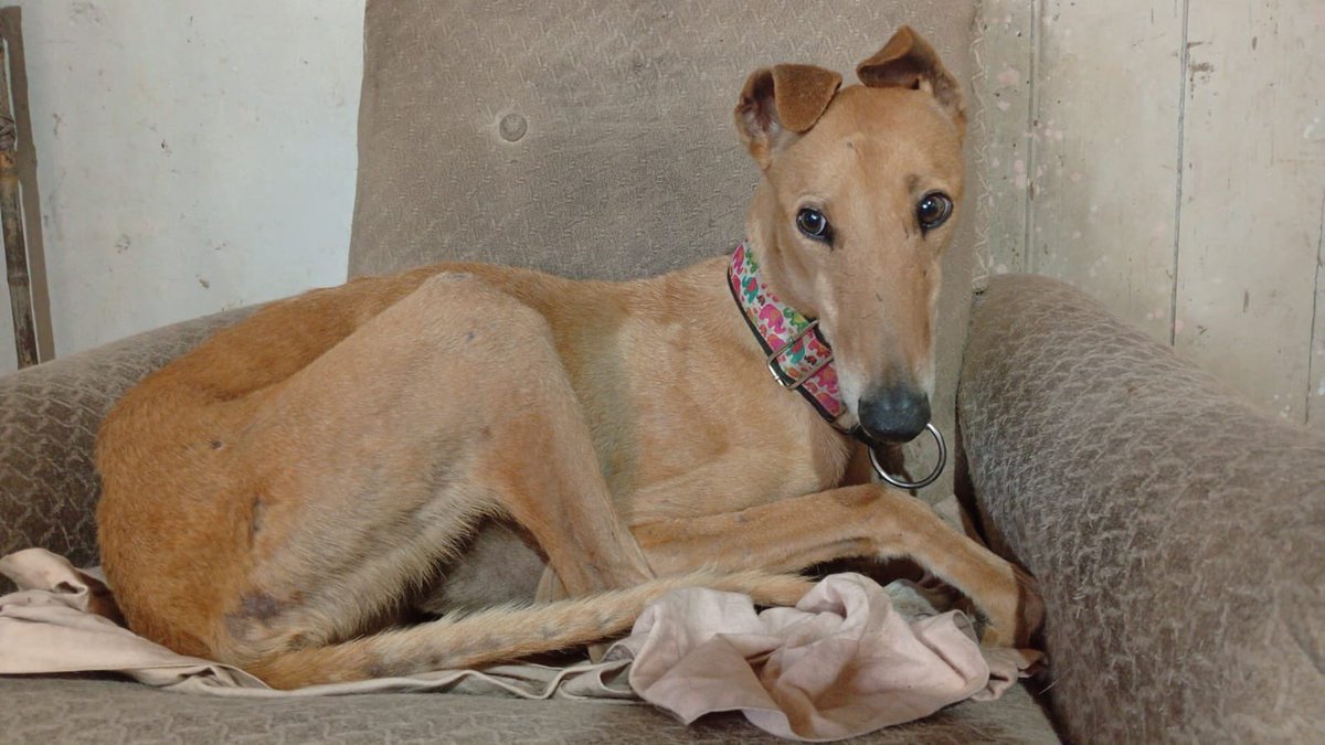 Feliciano!!!💗💗💗

Y llego el día de empezar a buscar familia!!

Es suuuper bueno! Tranquilo amoroso!!!
Se lleva bien con otros perros!

Está castrado y se entrega vacunado!

Es un divino total!!!! Con sus orejitas locas que lo hacen hasta mucho más bonito!

Quieres más info?