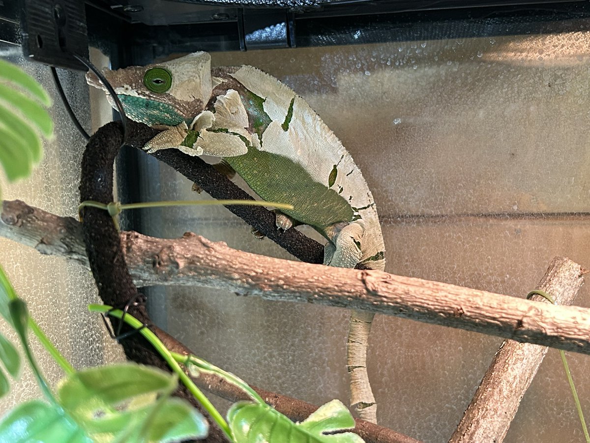 Quanta_Rep's tweet image. 治りかけのカサブタ剥がしちゃう人間としてはめっちゃ剥がしたい。
#オショネシーカメレオン