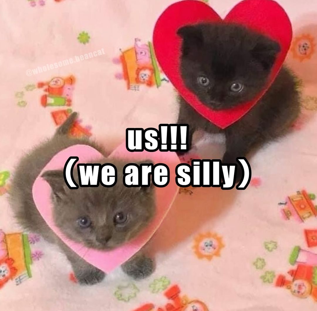 smol silly cat (@catsillyness) on Twitter photo 