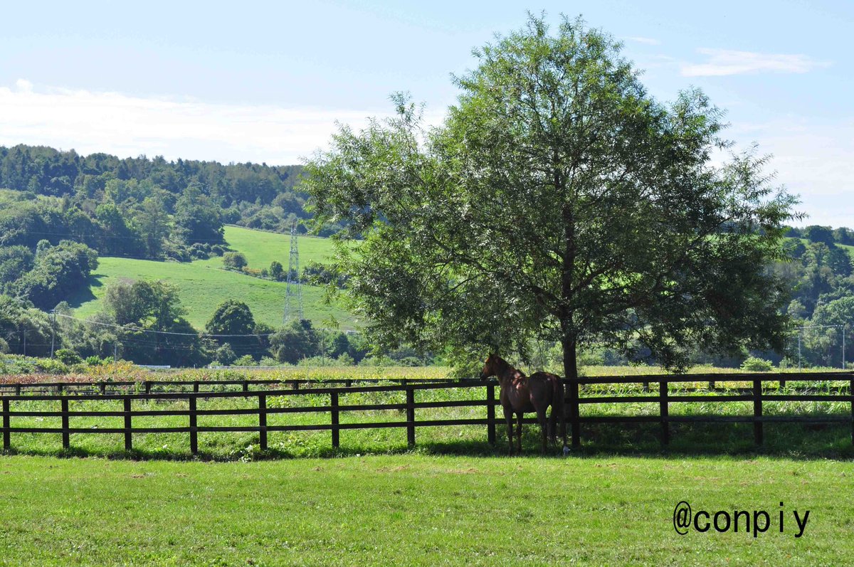 コンピー・インコのびのび〜野生のオカメインコ・セキセイインコ tweet media