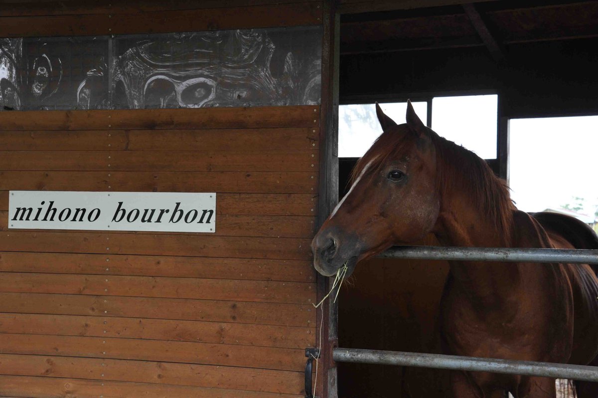 コンピー・インコのびのび〜野生のオカメインコ・セキセイインコ tweet media