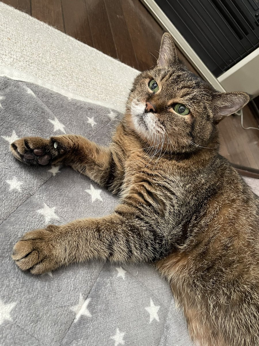 kairi_e's tweet photo. もっちり🐈 https://t.co/U8R3q6igBd