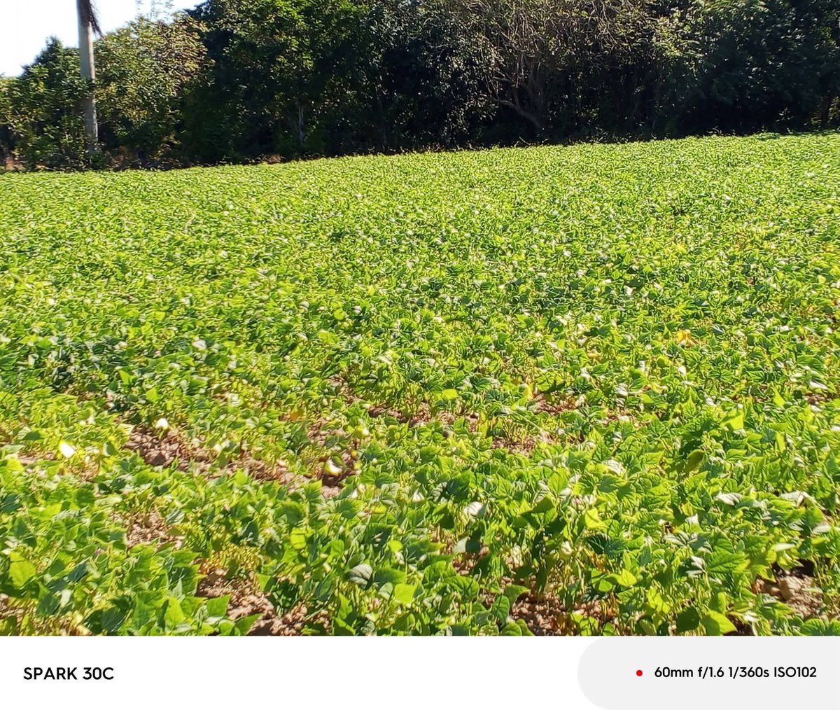 Un pueblo trabajando.
#PinardelRío, con el esfuerzo de sus productores, sigue adelante en las batallas por el presente y el futuro.

Las vegas con sus cultivos, nos dicen del trabajo...

#PinarXNuevasVictorias 
#Cuba