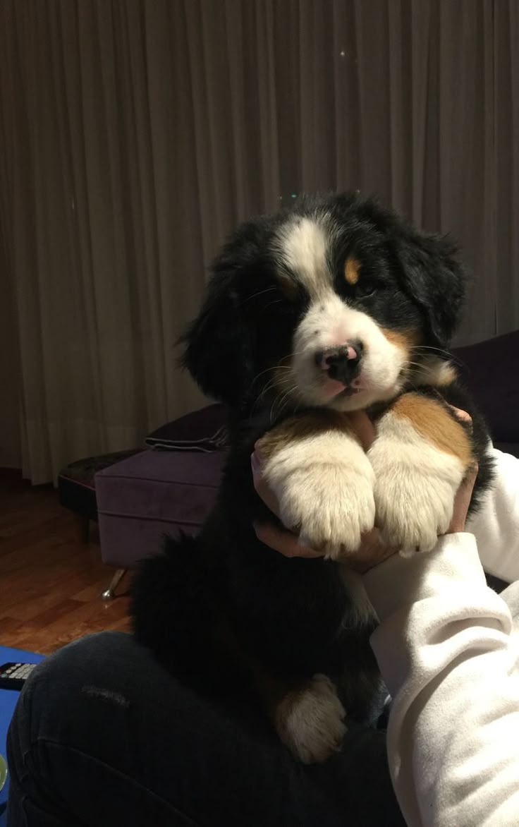 ya que ninguno de mis amigos se digna a darme un sobrino les presento a mi nuevo hijo