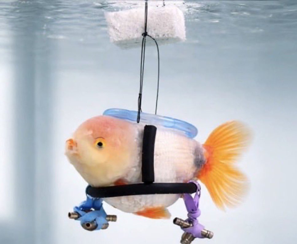 Prints 👑 tweet media