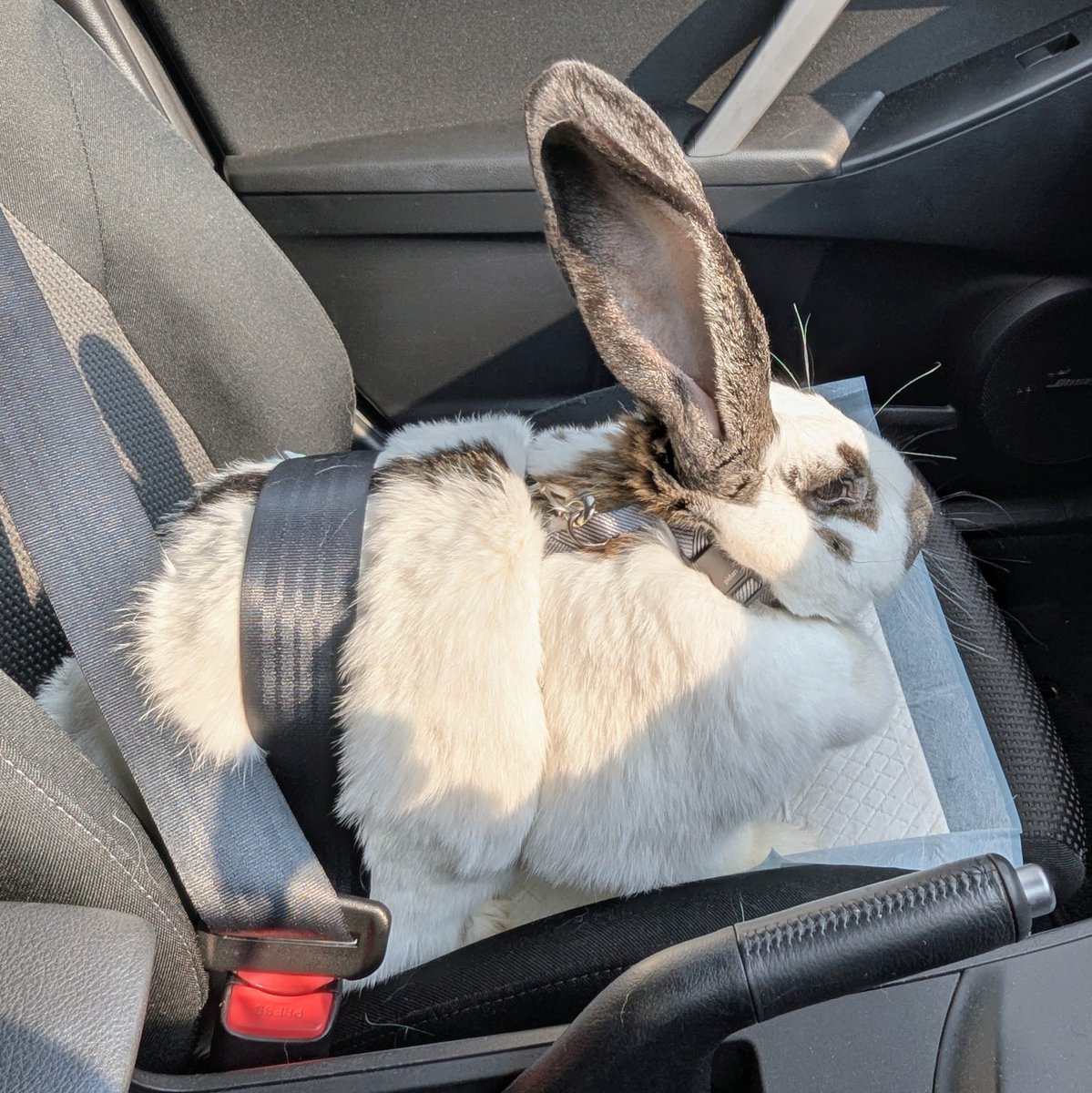 保証、無し
修復歴、有り
思い出、やや有り