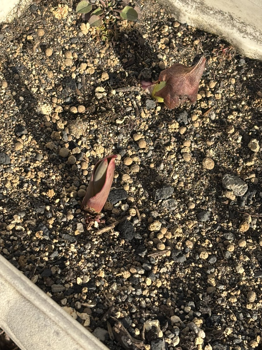 choco_egg2017's tweet image. 花壇の花に水をあげたら、春をみつけました🤚プランターに植えたチューリップ🌷
顔を出しました😋