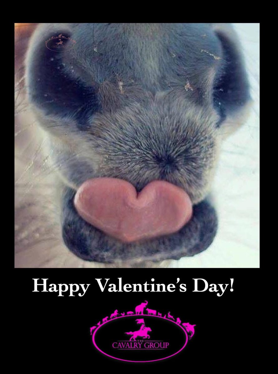 The Cavalry Group tweet media