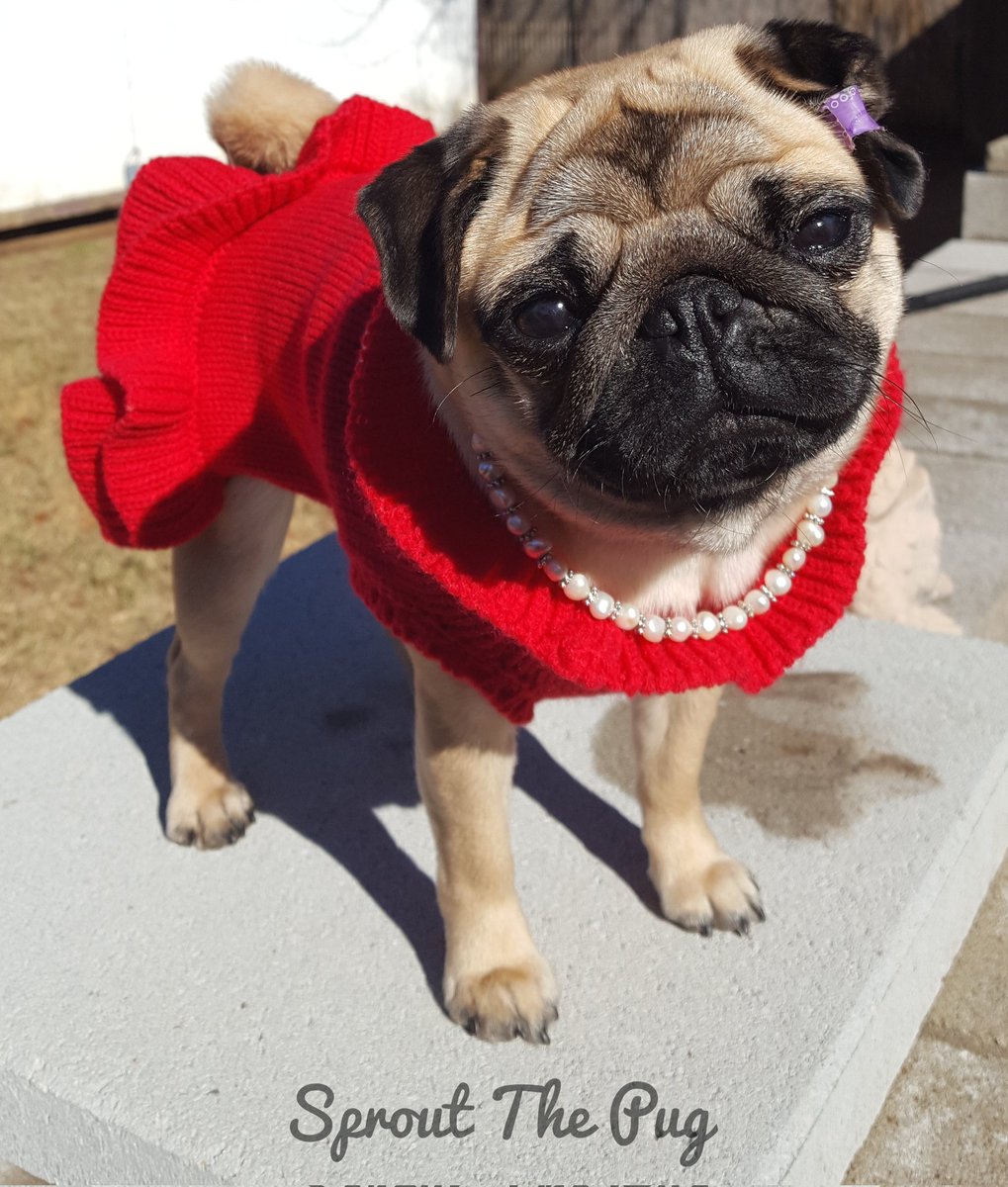 Sprout The Pug tweet media