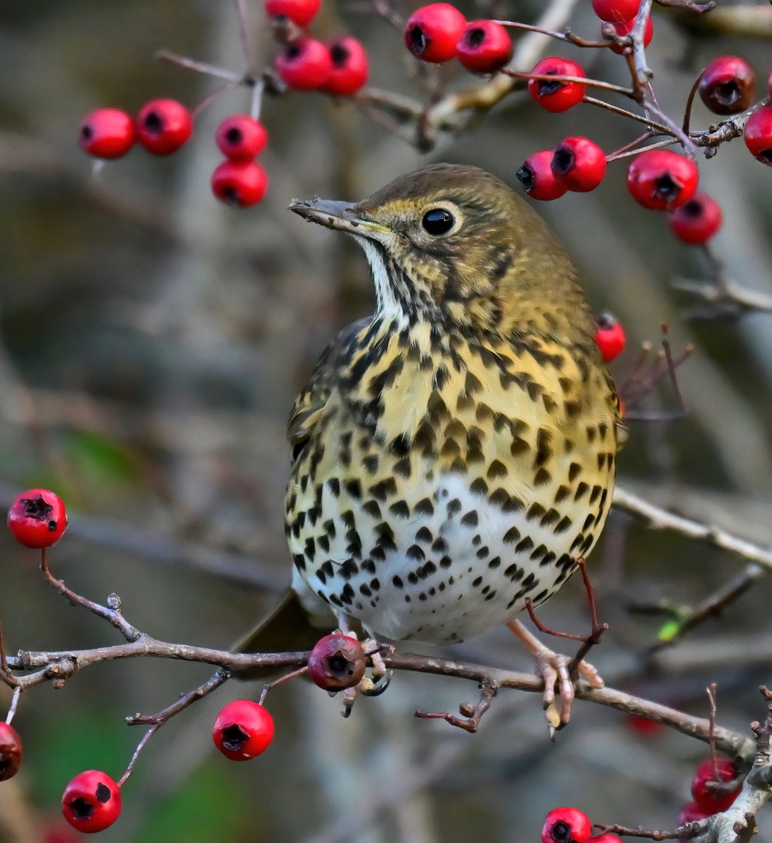 Carl Bovis tweet media