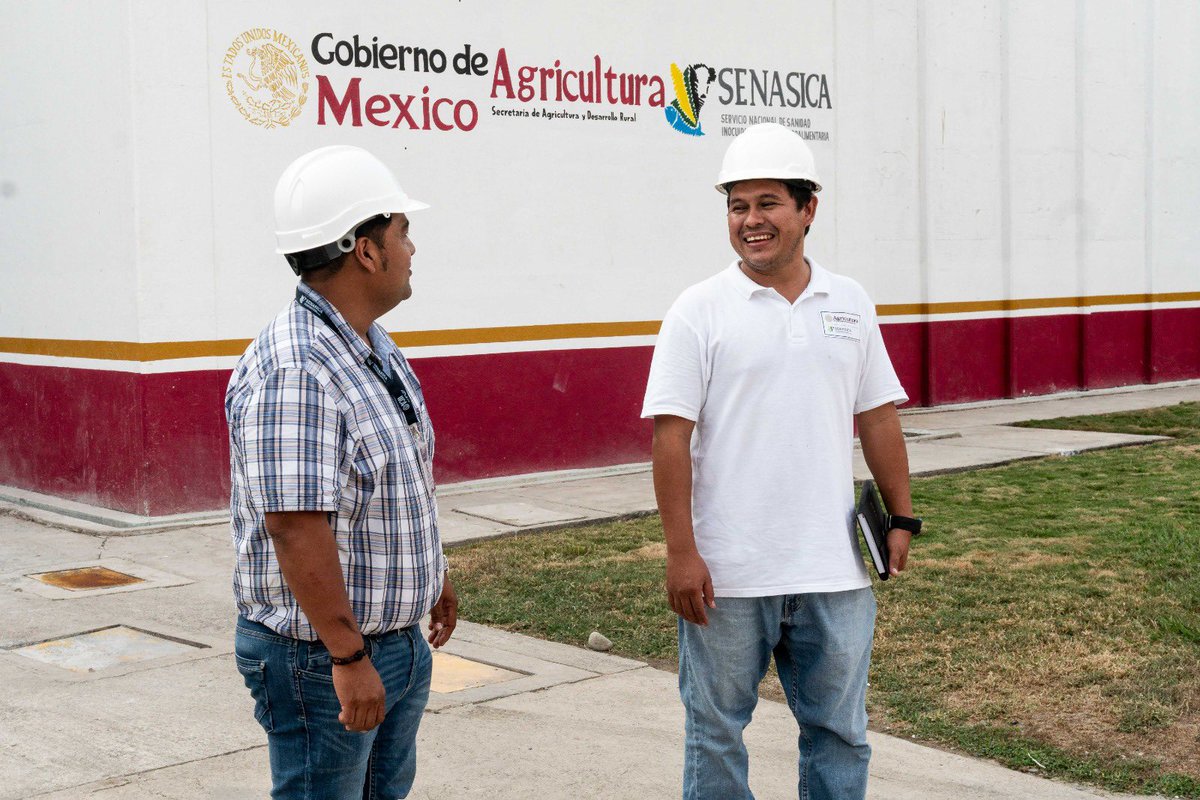 Agricultura_mex's tweet photo. El día de hoy en Metapa de Domínguez, Chiapas, el Secretario @JulioBerdegue y el Gobernador @ramirezlalo_ supervisaron los avances de la Planta Productora de Moscas Estériles para el control y erradicación del Gusano Barrenador del Ganado.

La planta producirá 100 millones de moscas estériles por semana, con tecnología e innovación mexicana, y estará lista en junio de 2026. Por instrucción de la Presidenta @Claudiashein, fortalecemos la infraestructura sanitaria para proteger la ganadería y el estatus zoosanitario del país.