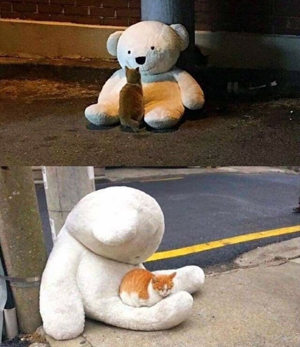 smol silly cat tweet media