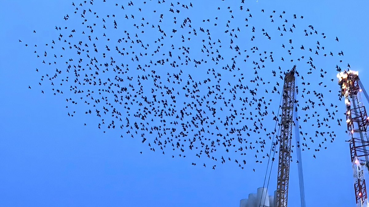 °• Elsa •° tweet media