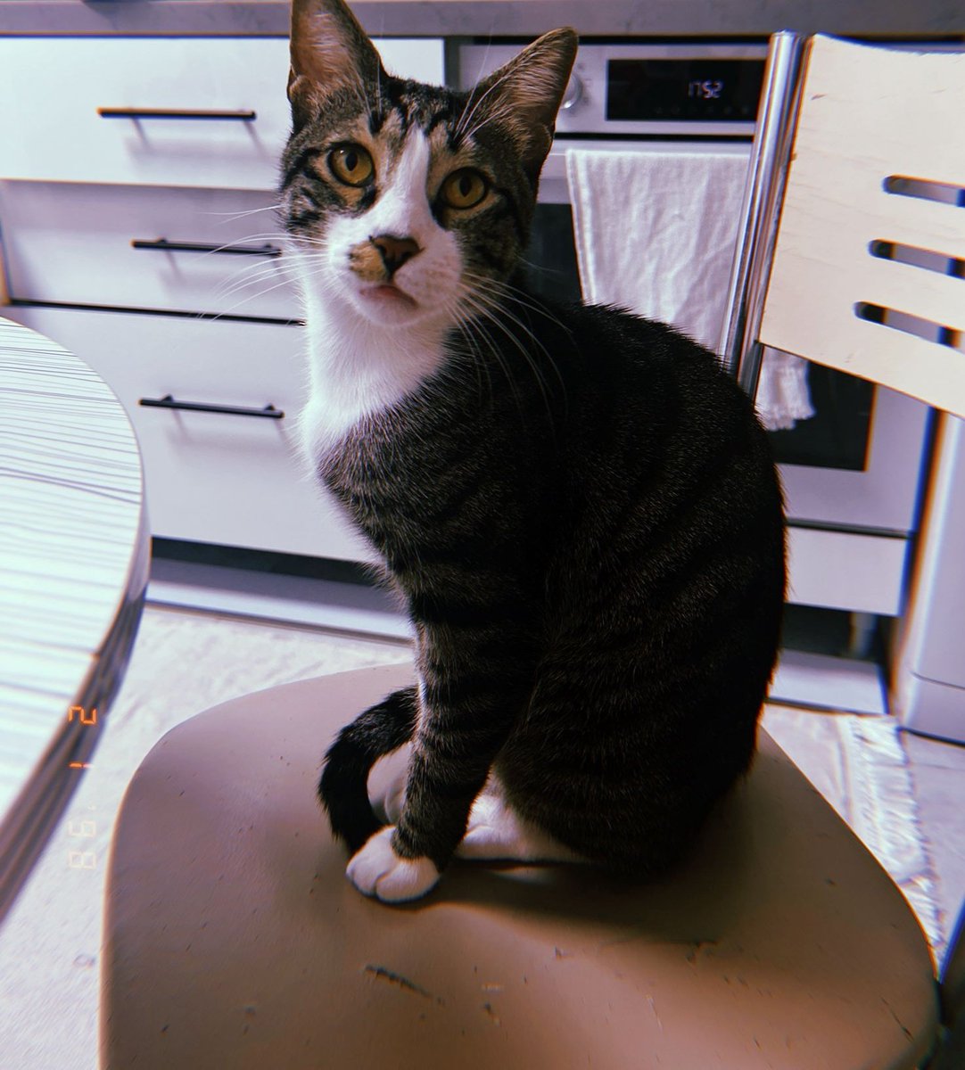IstPati's tweet photo. @BioDiscoveryHub 😻 https://t.co/C2NBR4ZNYU