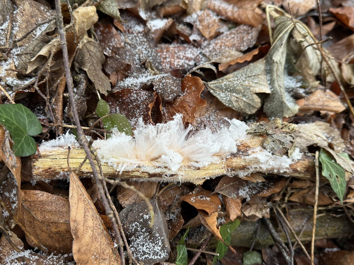 Stoofk's tweet photo. Wow nog eens #ijshaar gezien op mijn wandelingen doorheen #Belgie
Prachtig #natuurfenomeen Het lijkt op Wc-Papier en omgekeerd maar eens je dichterbij komt laat het zn mooiste kant zien! 😉 https://t.co/iYXbaaFGaN