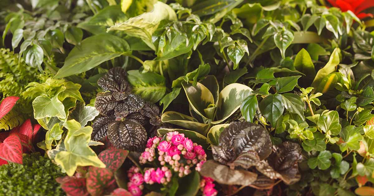 Gardeners_Path_'s tweet image. How to Identify and Control 11 Common Houseplant Pests - In the same way that garden plants can be damaged by troublesome pests, so can houseplants. Learn about the 11 most common culprits now on Gardener's Path. #houseplants #pests gardenerspath.com/plants/housepl…