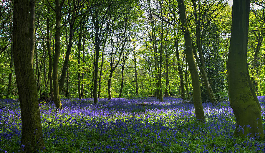 hogant725's tweet image. Bluebell morning at Wanstead Park. England.by David French.