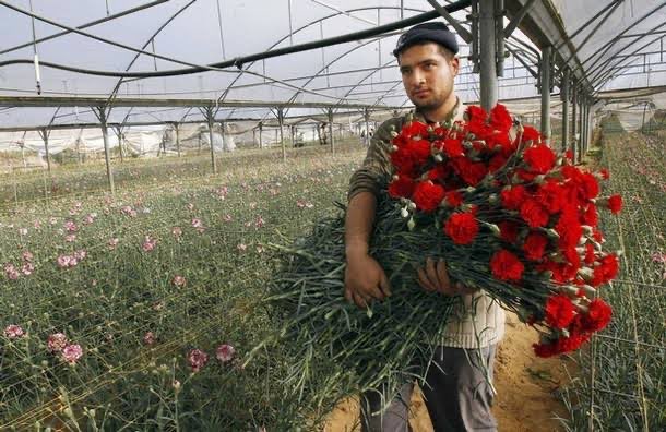 Inès |Stories From Palestine 🇵🇸 tweet media