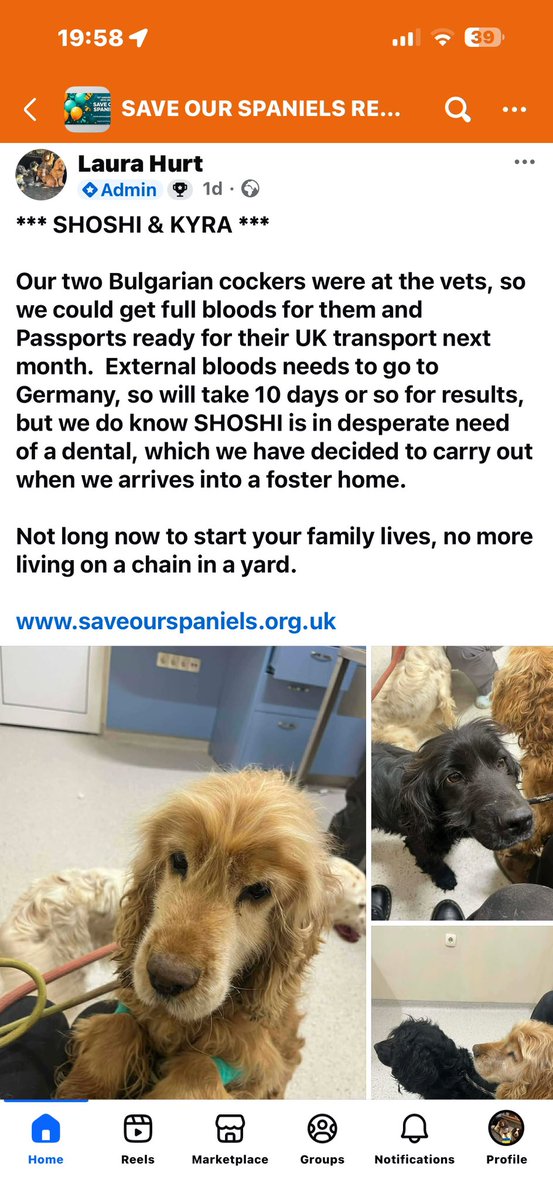 Hi everyone, it’s us the #PesterPals asking for you vote for <a href="/SaveOurSpaniels/">Save Our Spaniels</a> on the My Giving Circle link below

mygivingcircle.org/save-our-spani…

SOS have been very busy saving dogs in desperate situations….. just like we used to be 

Tally in the first photo has been living rough,