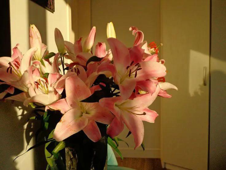 Purely Green tweet media