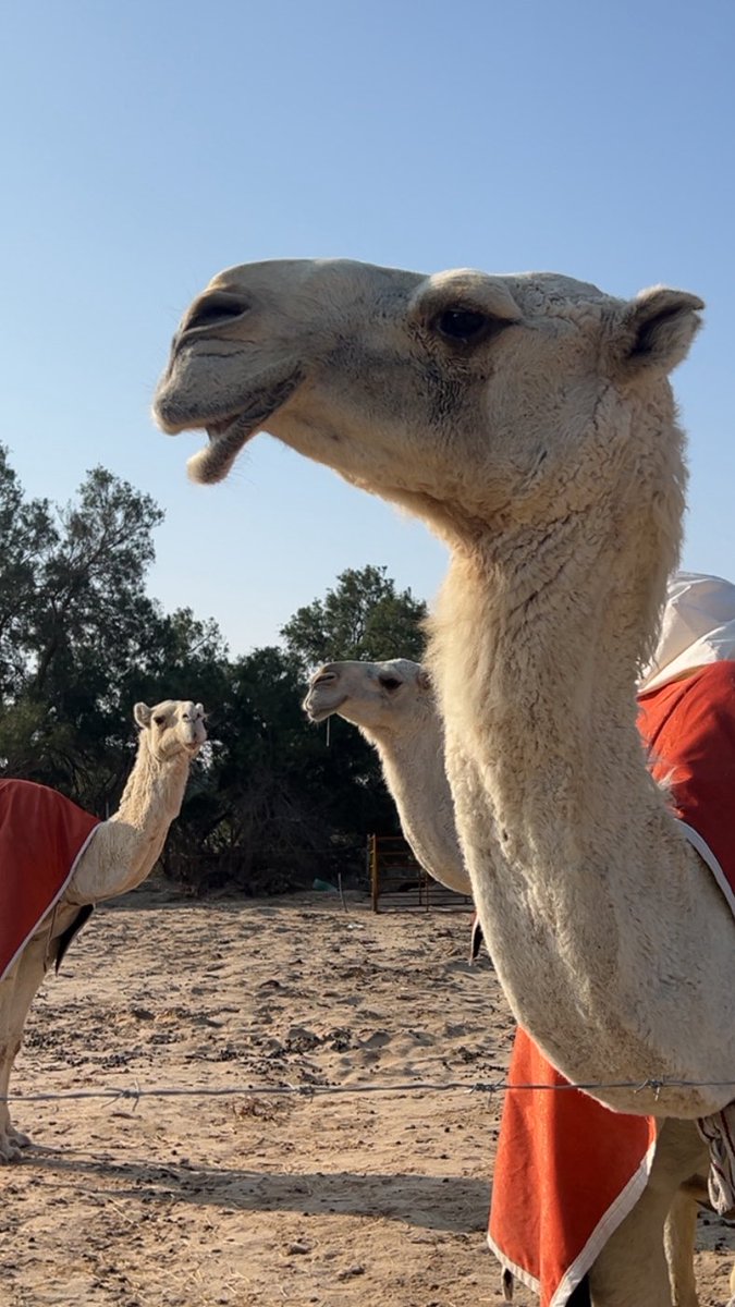 suqs_'s tweet photo. جميع من حولي اتحدث معهم ، بعقل ، بنضج ، بحذر 

الا انتِ اتحدث معك ، بقلبي ، بعاطفتي ، برغبتي https://t.co/g2UAr9cf4z