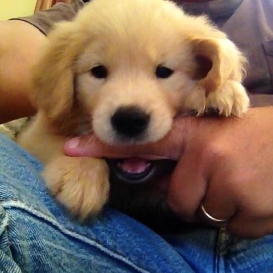 puppyytrick's tweet photo. https://t.co/1WMFja1NrJ