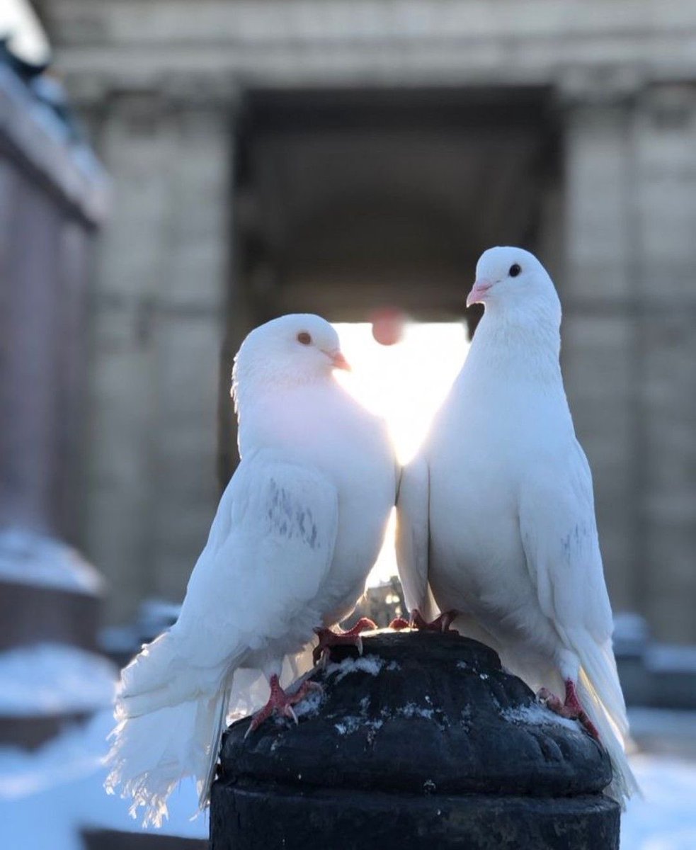 GothAngel030's tweet photo. 𝒞𝑜𝓂𝒻𝑜𝓇𝓉 𝒸𝒽𝒶𝓇𝒶𝒸𝓉𝑒𝓇 𝒱𝒶𝓁𝑒𝓃𝓉𝒾𝓃𝑒 𝓁𝑒𝓉𝓉𝑒𝓇 ~

I LOVE THIS SMMM BTW EEEEEE!! 🤍🤍 https://t.co/ax63eNfBDs
