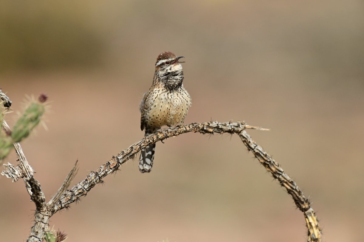 Happy Birthday, Arizona! 🌵❤️ We love you! To celebrate, here is the Arizona state bird, a cactus wren, singing to you this Valentine's Day. SHARE if you love Arizona, too!