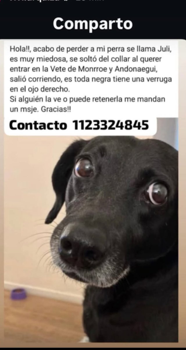 Está perdida desde ayer, si alguien la ve por favor avisen a su familia. Es muy asustadiza.