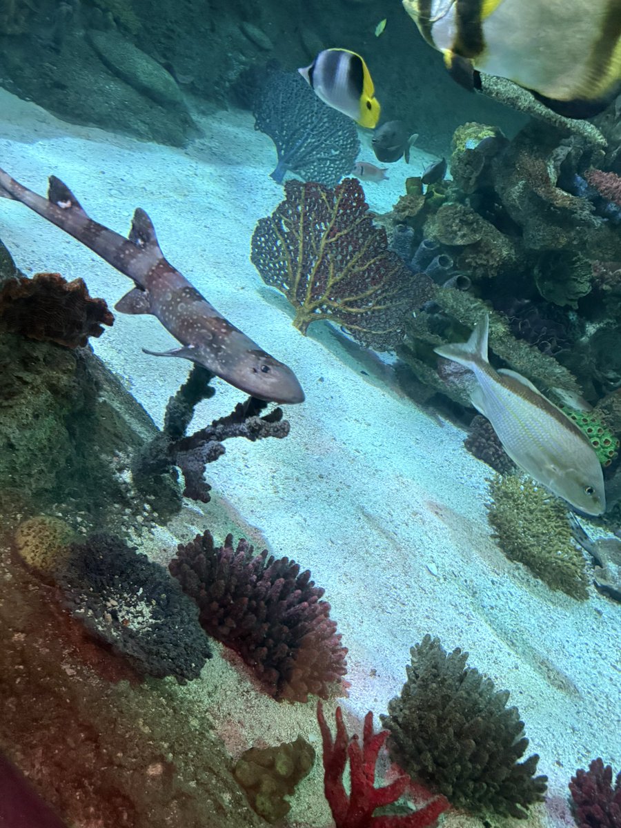 mahaio🍉 tweet media