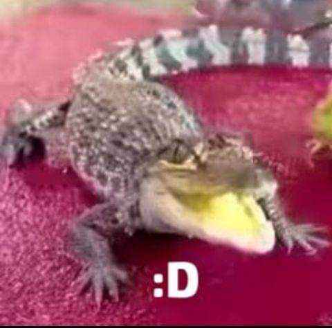 Feliz san valentiiiiiiiiiiiiiin🐊🐊
Espero que hoy todos pasen un muy lindo dia y lo disfruten mucho junto a sus parejas y/o amigos🐊

🐊💚