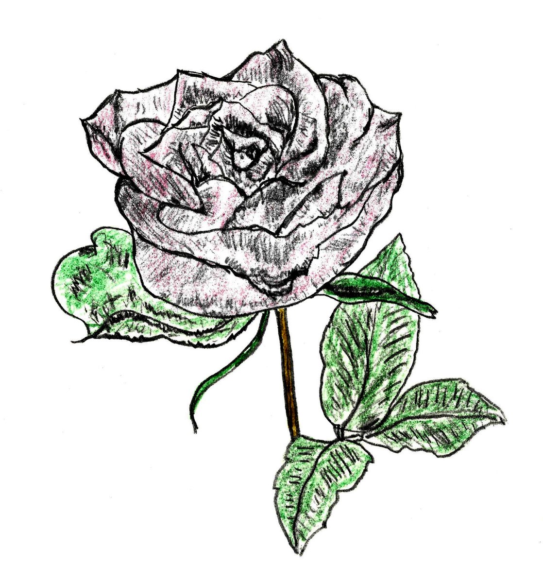 HarveyDog1962's tweet photo. Happy Valentine's Day! 🌺
#Pencildrawing #sketch #pencilsketch #pencil #amdrawing #draw #drawing #flower #flowerdrawing https://t.co/uyVCmcb0TQ