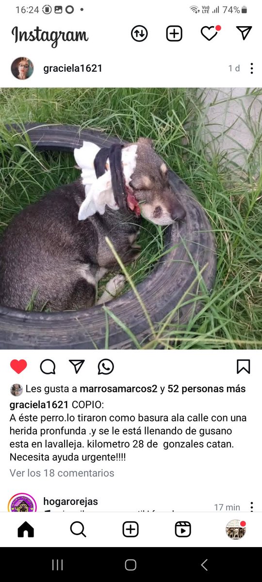💔🆘️🆘️🆘️Gonzalez Catan !!! Lavalleja KM 28 Gonzalez Catan
Ayuda. Alguien que rescate a este perrito con herida profunda en la cabeza abandonado! 
instagram.com/p/DUrl4t4kQUX/…