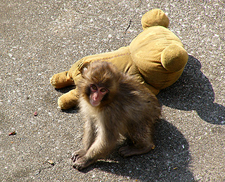 WilliameBelfort's tweet photo. Long before Punch, there was another monkey at the same zoo called Otome. 
She was abandoned by her mother and found comfort in a soft toy.
Ever her daughter Yae had a baby, making her a grandmother.
I think this deserves to run given it's one of the zoos earlier success stories with this type of situation.
https://t.co/lJ9xkMjyoM
https://t.co/xFIsyIm4II