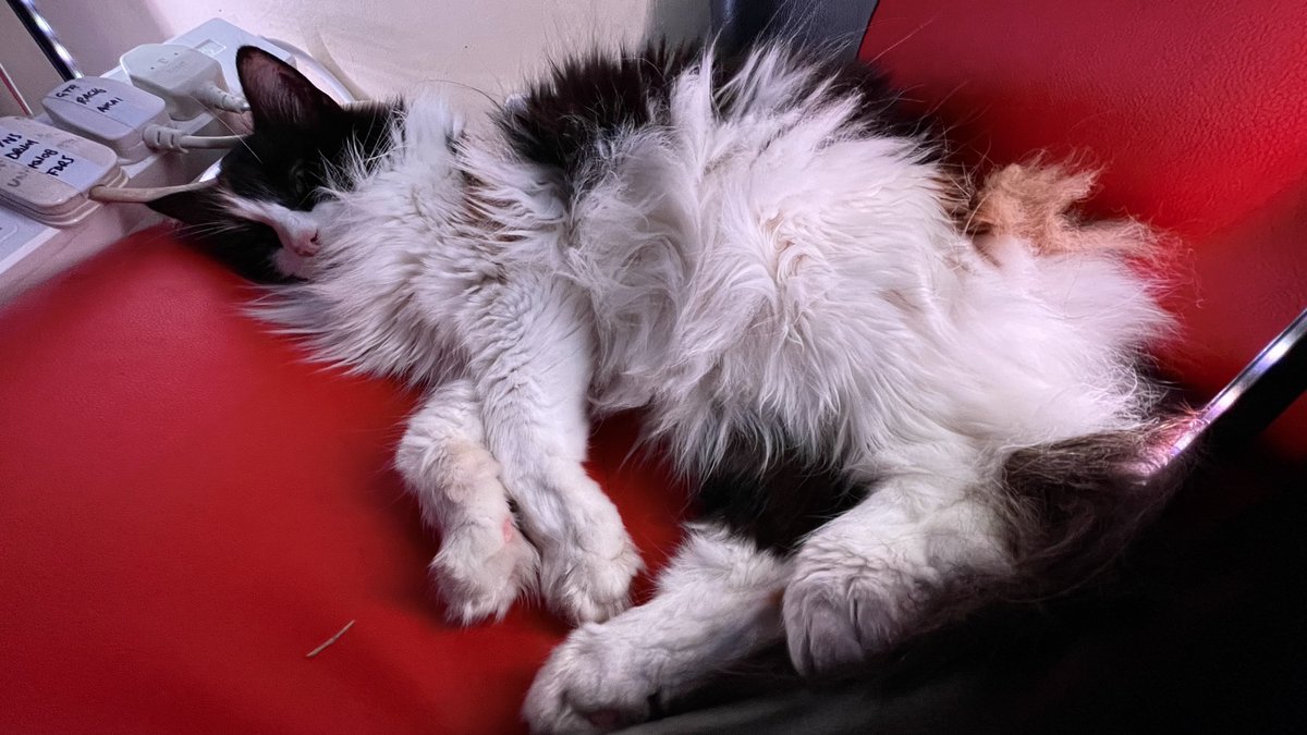 The winter coat’s gone a bit bonkers this year… #caturday wiv #millytron